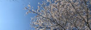 神楽坂毘沙門天の桜