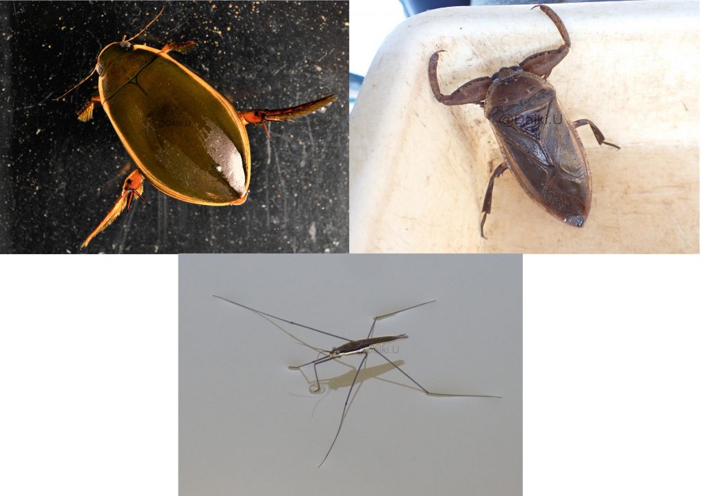 写真1　 みなさんのイメージにあると思われる水生昆虫【ゲンゴロウ（左上）・タガメ（右上）・アメンボ（オオアメンボ、下）】 