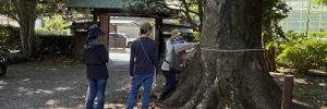 胸高直径の計測